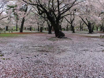 自由広場に敷き詰められた花びら