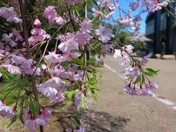 枝垂れ桜の花