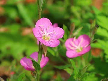 ユウゲショウの花