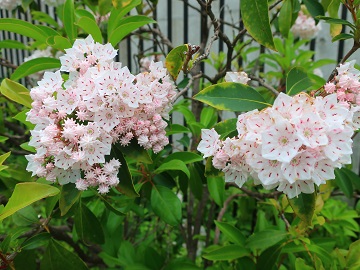 カルミアの花