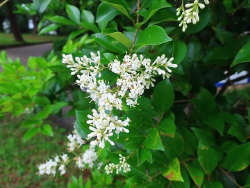 ネズミモチの花