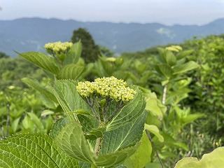 アジサイの花芽のアップ写真。つぼみがつき始め。