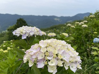 薄い紫色のアジサイ。背景には皆野の山々。