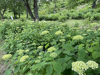 咲き始めのアナベル。薄い緑色。