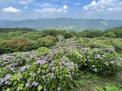 東展望台の下一面に咲いているアジサイ。茶色くなり始めていて終わりかけ。