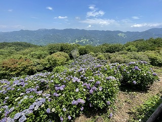 東展望台からアジサイを見下ろした様子。斜面一面に紫色のアジサイが咲いている。