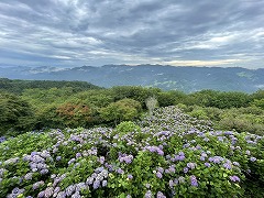 東展望台から見下ろしたアジサイの斜面。所々陽に焼け始めて、所々茶色くなっている。