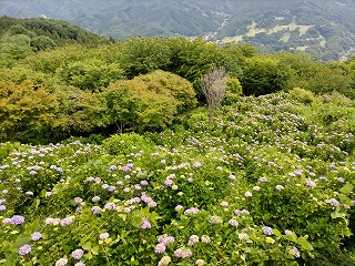 東展望台から見下ろしたアジサイの斜面。色づき始めたアジサイが多くなってきた様子。