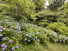 森の中に群生しているいろいろな色のアジサイ