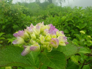 薄紫色が付き始めたアジサイの蕾のアップ写真。