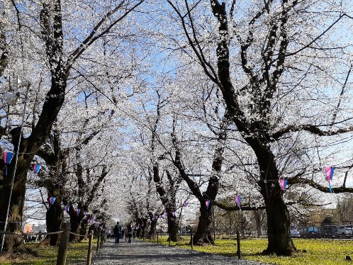 さくらまつり