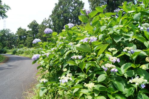 あじさいと小路