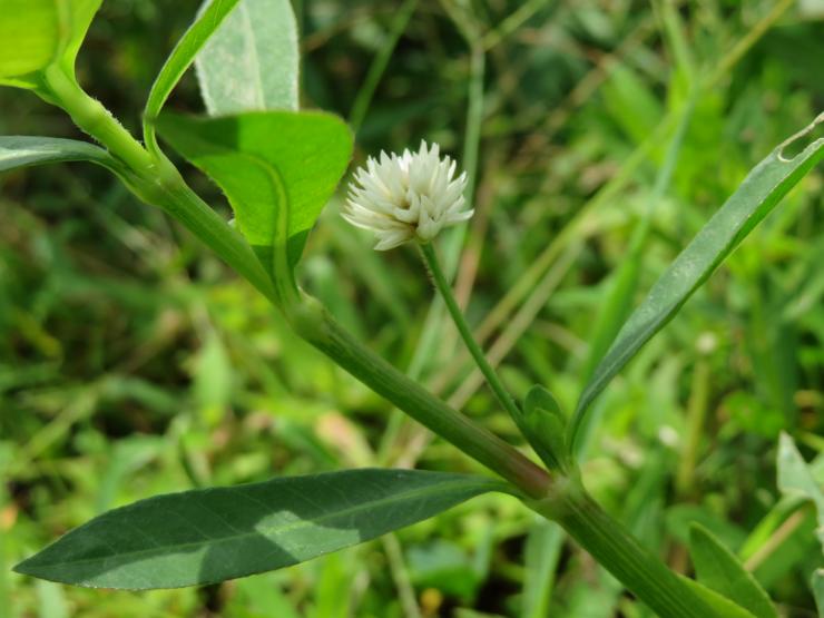 ナガエツルノゲイトウの花