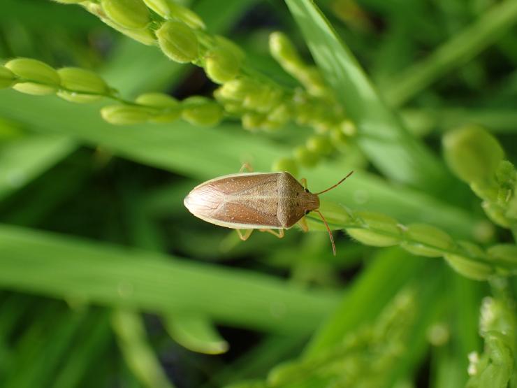 イメージ画像：穂を加害するイネカメムシ成虫