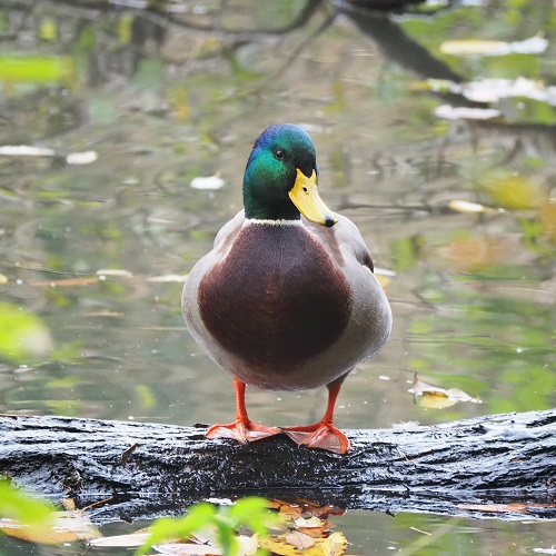 カモの写真