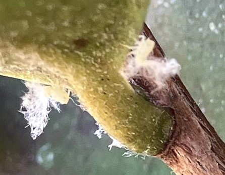 チュウゴクアミガサハゴロモ写真