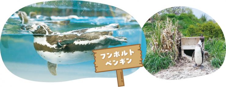 フンボルトペンギンの写真