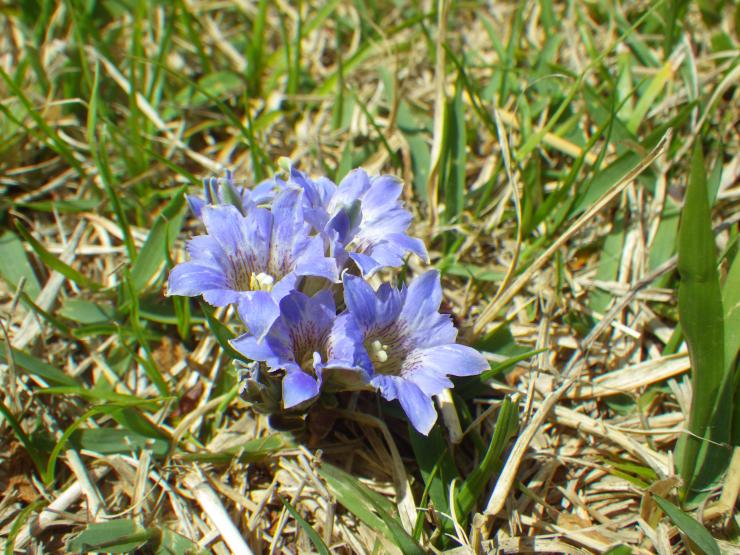 薄水色のフデリンドウ。筆の形に似ていて、薄水色の小さな花がいくつも固まって咲いている。