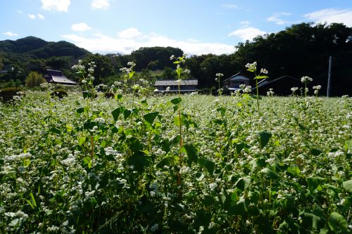 蕎麦の花4