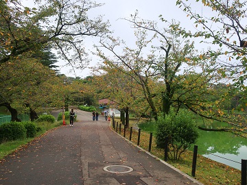 舟遊池東岸の桜並木