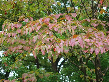 紅葉が始まったハナミズキ