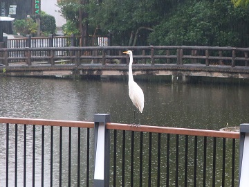 白鳥池の柵にとまるサギ