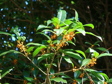 橙色の花