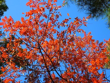 ハゼノキの紅葉