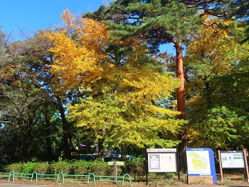 児童遊園地のイチョウ