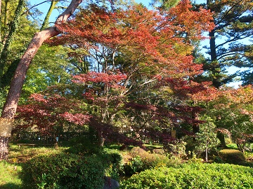 紅葉が進んだモミジ