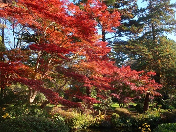 日本庭園池端