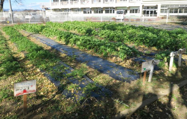 奥富小学校の学校ファーム