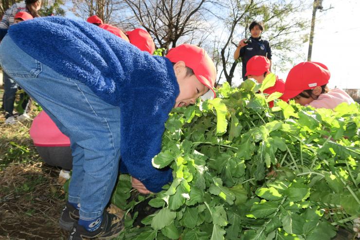 ダイコンを抜く1年生