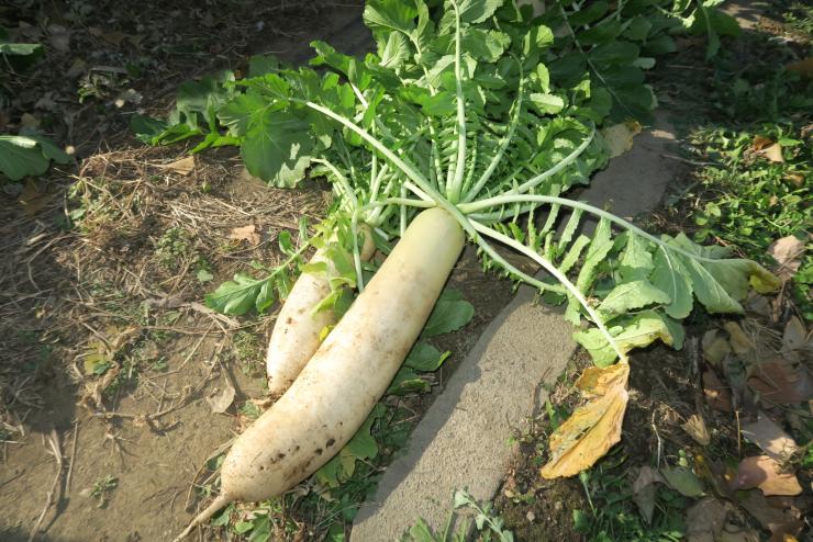 収穫されたダイコン