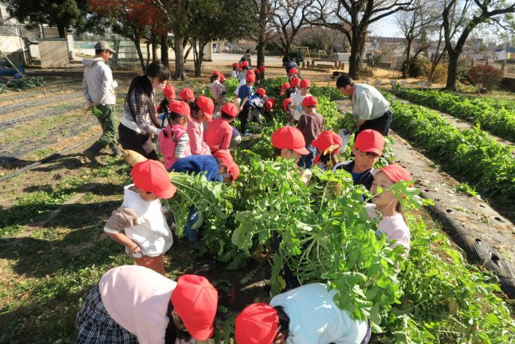 ダイコンの収穫の様子