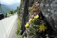 住民が植えた沿道に咲く花の写真その2