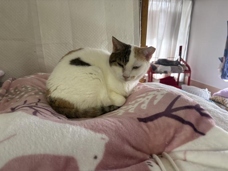 保護猫シェルターの様子1