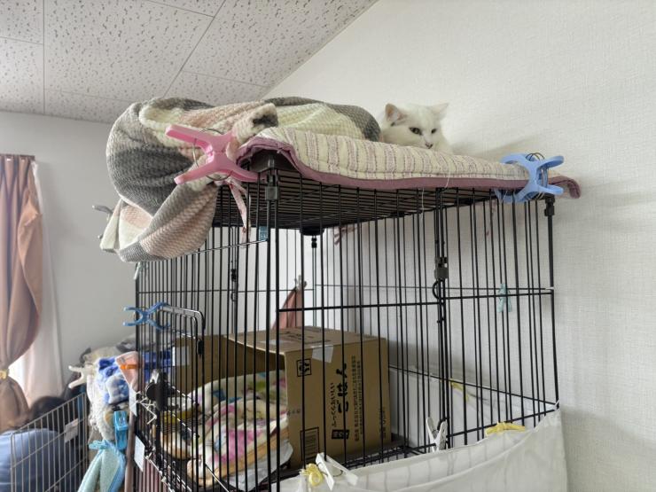 保護猫シェルターの様子3