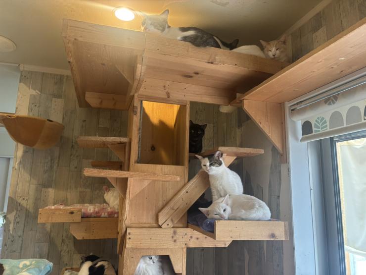 保護猫シェルターの様子4