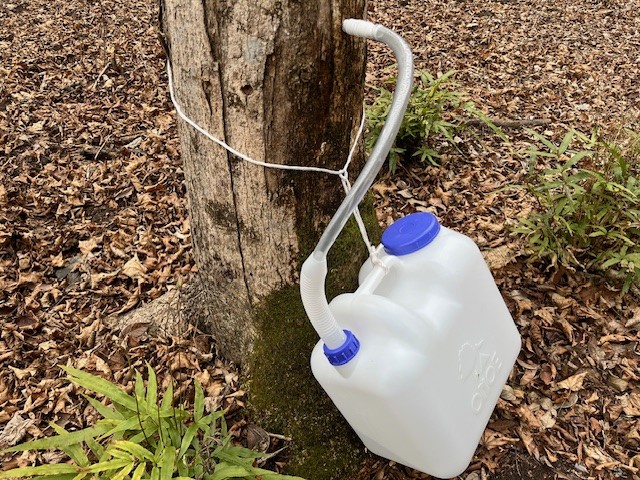 カエデから樹液を取る様子