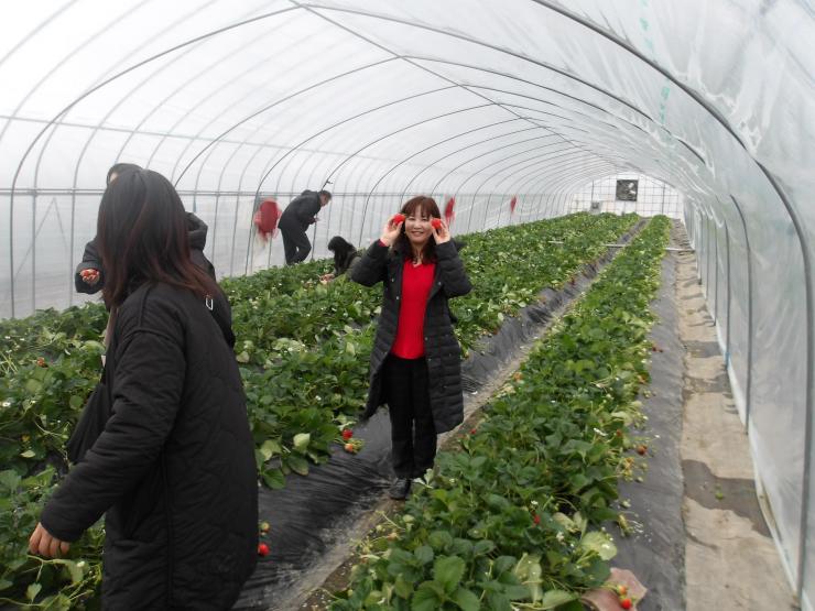 収穫した大きくて真っ赤ないちごを持って微笑むわっしょい大使