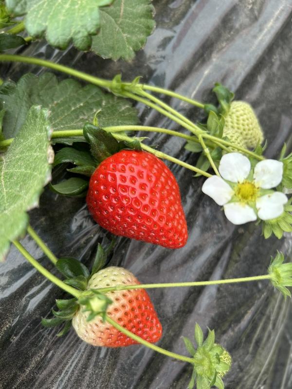 あまりんの果実と白い小さな花1輪