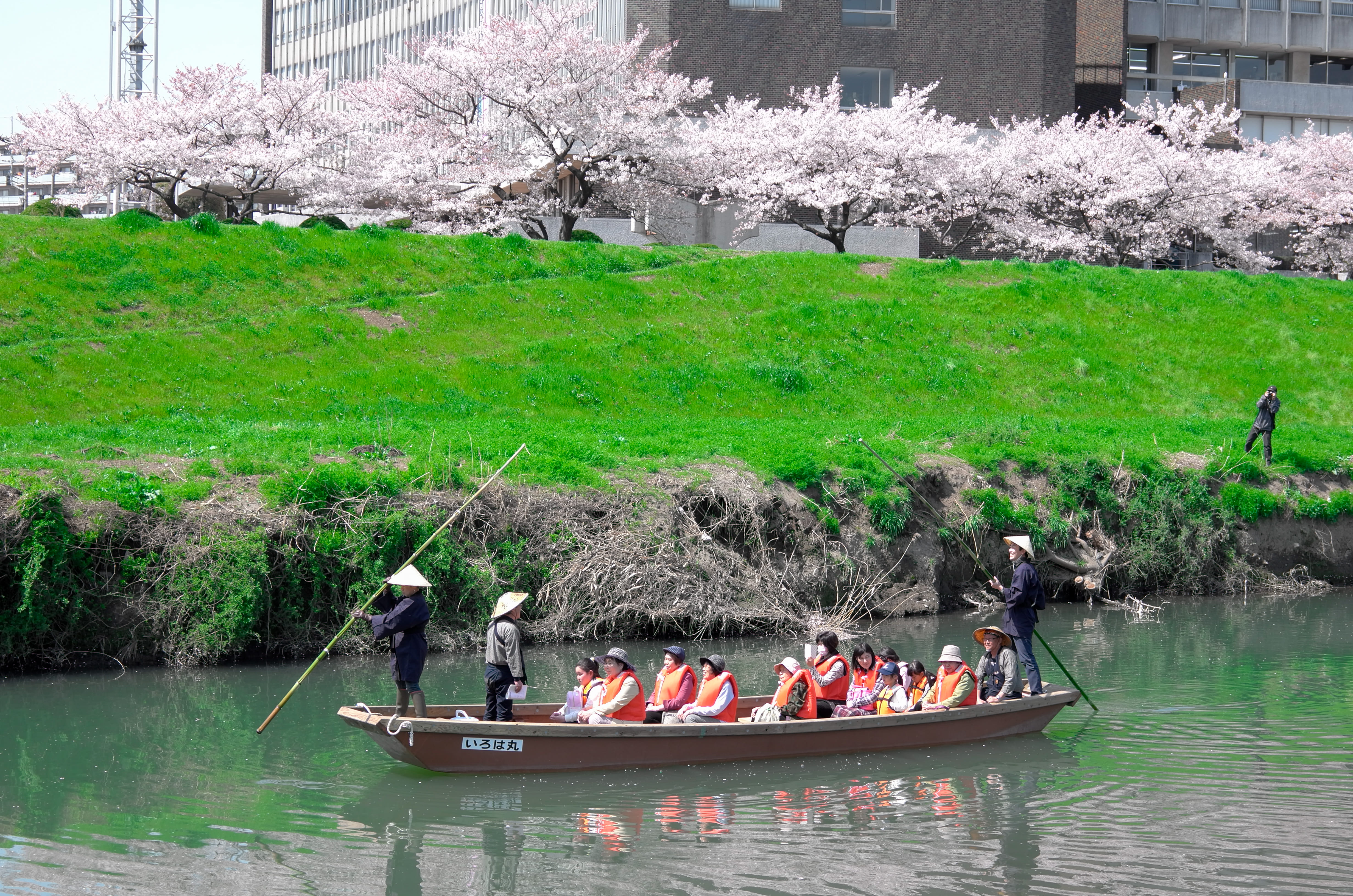 いろはの渡しと桜が咲いている様子