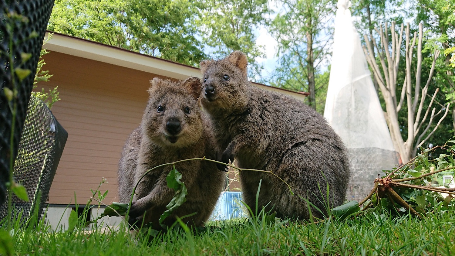 クオッカの写真