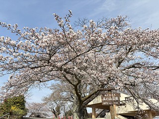 美の山公園のソメイヨシノの標本木。5分咲き程度。