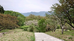 花の森入口から下に階段が続いていて、園地を見下ろしている様子。花はほとんど終わり、緑の葉っぱが青々としている。