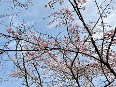 開花したてのオオカンザクラ。