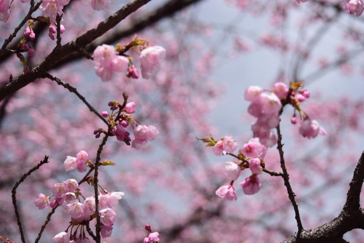 オオカンザクラ見頃(R7.4.4)