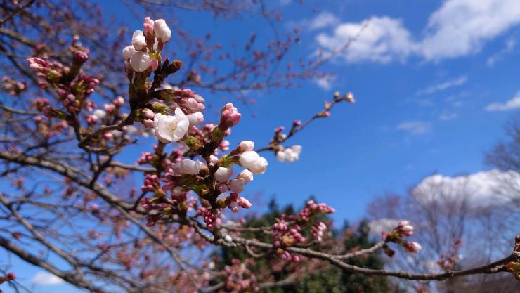 ソメイヨシノ開花（R7.4.4）