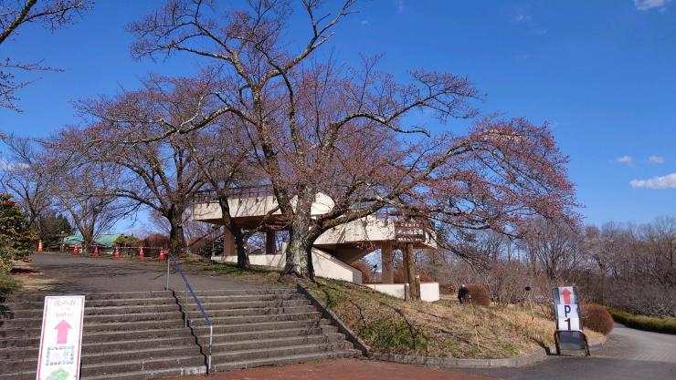 ソメイヨシノ標本木(R7.4.4)